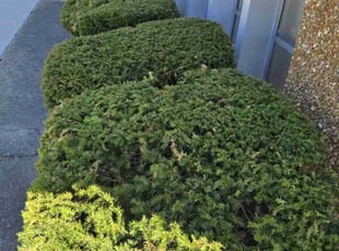 Bush Trimming by Eric Hawthorne for Nagm S. in Toledo, OH