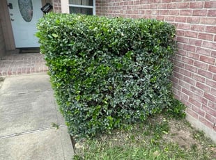 Bush Trimming by Union Thomas for Nigel T. in Katy, TX