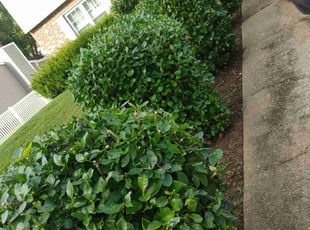 Bush Trimming by Luis Velasco for Brandace B. in Upper Marlboro, MD