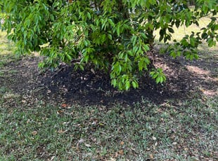 Leaf Removal by Jay Mills for Austin B. in Jacksonville, FL