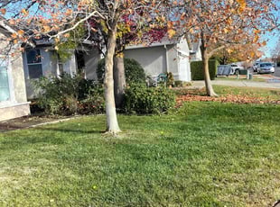 Leaf Removal by Ramon Mojica for Ben R. in Lincoln, CA