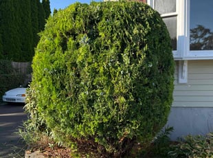 Katrina G.'s Bush Trimming service result