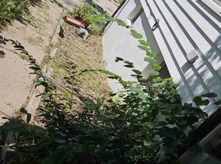 Weeding by Cameron Lewis for Sintonnia L. in Kansas City, MO
