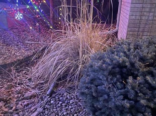 Bush Trimming by Adameus Marcum for Brittney I. in Denver, CO