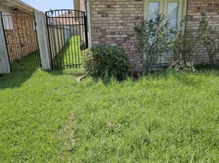 Bush Trimming by Gabe Camberos for Marlene S. in Violet, LA