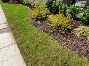 Weeding by Coben Varland for Valay R. in Lake Stevens, WA