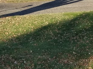 Leaf Removal by Kyle Anderson for Matt M. in Minneapolis, MN