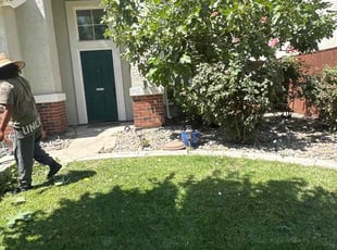 Monique A.'s Bush Trimming service result