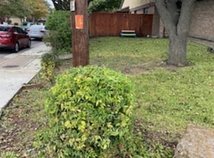 Bush Trimming by Keaton Hougen for Marggi M. in Dallas, TX