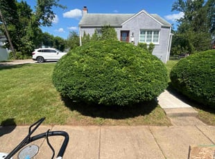 Bush Trimming by Lendale Candia for Magdilyn R. in Baltimore, MD