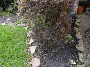 Bush Trimming by Ana Zelaya for Nicole D. in Missouri City, TX