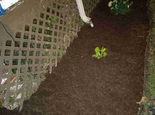 Landscaping by Taoreed Street for LAtonya C. in Baltimore, MD