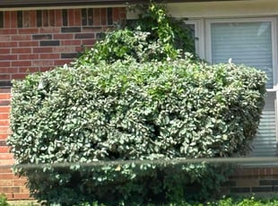 Bush Trimming by Brianna Villegas for jerry b. in Euless, TX