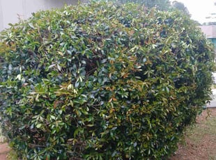 Bush Trimming by Joshua Walker for Tafesse S. in Decatur, GA