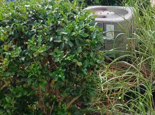 Bush Trimming by Robert Gonzales for Charisee F. in Holly Springs, NC