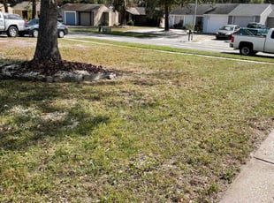 Leaf Removal by Isaiah Fiechtner for Ana P. in Tampa, FL