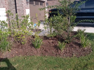Weeding by Walter Rodriguez for Rich W. in Rosenberg, TX