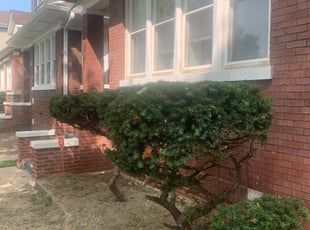 Bush Trimming by Steven Powe for DeVona A. in Chicago, IL