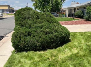 Bush Trimming by Joey Young for Thomas B. in Wheat Ridge, CO