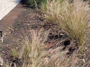 Weeding by Willie Carmichael for Kewaski J. in Sorrento, FL