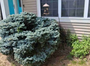 Christal V.'s Bush Trimming service result