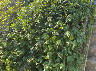 Bush Trimming by Ted Ostavitz for Sheree W. in Cheviot, OH