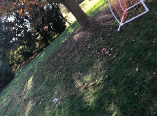 Caroline M.'s Leaf Removal service result