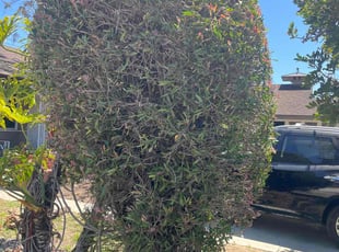 Bush Trimming by Fernando Gomez Rodriguez for Warres C. in Hawthorne, CA