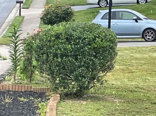 Bush Trimming by Maria Ramos for Reggie S. in Richmond, VA