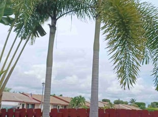 Cleanups by John Hernandez for Michelle J. in Miami, FL