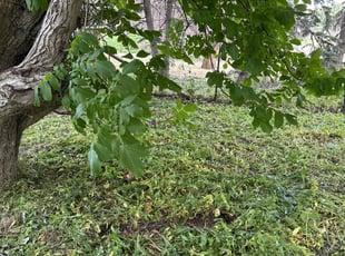 Cleanups by Ryan Estes for April J. in Boise, ID