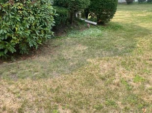Chelsey C.'s Bush Trimming service result