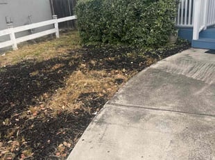 Bush Trimming by Bernardo Barrios SΓ‘nchez for Marcus H. in San Jose, CA
