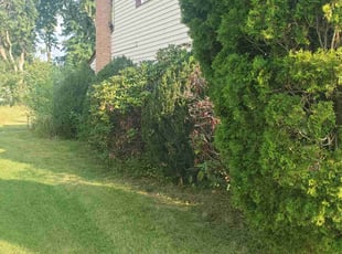 Bush Trimming by Marvin Simmons for Marta J. in Eagleville, PA