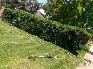 Bush Trimming by Jacques Chauvin for Noelle C. in Denver, CO