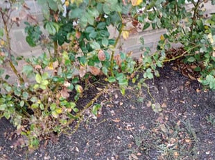 Weeding by Marcus Wilson for Jordan D. in Richmond, TX