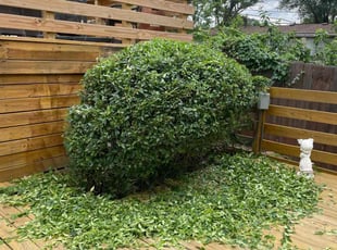 Bush Trimming by Bo Hickmon for Glenda W. in Raytown, MO