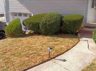 Bush Trimming by Joseph Kazlau for Etie A. in Clifton, NJ