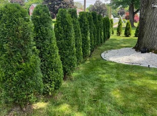 Bush Trimming by Kenneth Mccarthy for Wanda R. in East Hartford, CT