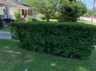 Bush Trimming by Brutell Dandridge for Mark K. in Willoughby, OH