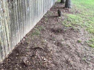 Leaf Removal by Gregory Hearn for Katherine M. in Memphis, TN