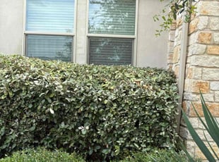Bush Trimming by Christopher Aguilar for Victoria R. in Austin, TX