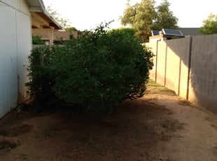 Bush Trimming by Nick Steffes for Kelly N. in Glendale, AZ