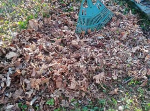 Leaf Removal by Jeremy Ellis for Scott K. in New Haven, CT
