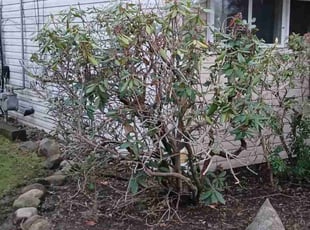 Bush Trimming by Jay T for Valerie D. in Akron, OH