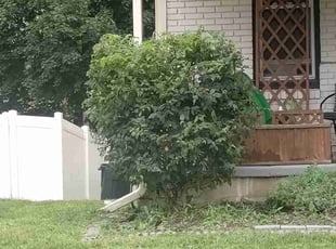 Bush Trimming by Bill Simcox for Kristen D. in Pitman, NJ
