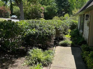 Bush Trimming by Osmin Salvador for ODETTE C. in Dallas, TX