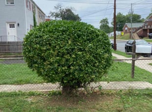 Bush Trimming by Edwing Lozano for Pamela T. in Capitol Heights, MD