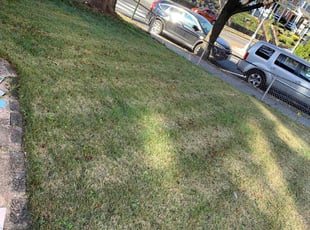 Leaf Removal by Tyler Isaacs for Ron B. in Washington, DC