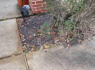 Weeding by Gladis Carcamo for Vicki S. in Katy, TX